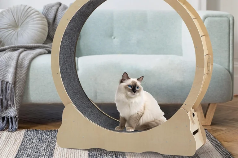 Interactive Cat Exercise Toy