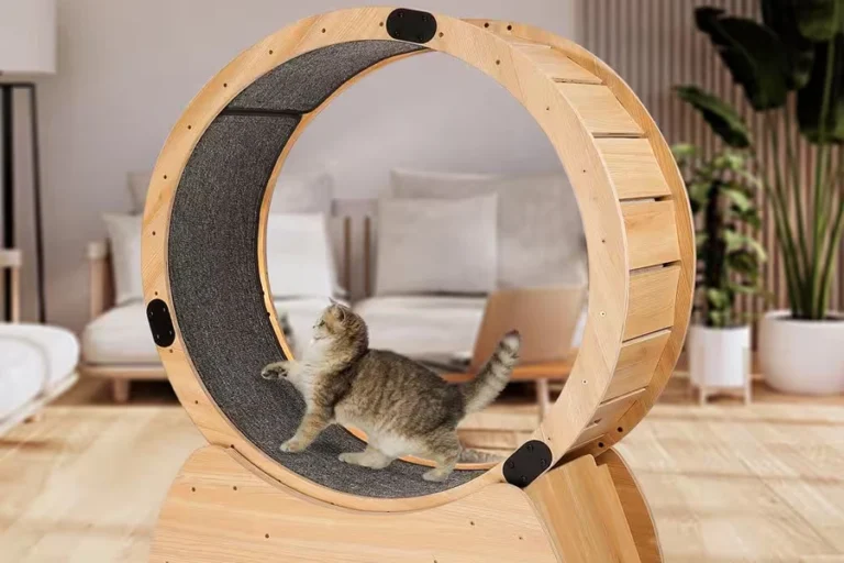 Interactive Cat Exercise Toy