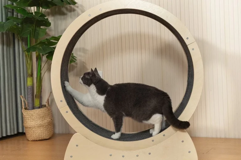 Interactive Cat Exercise Toy